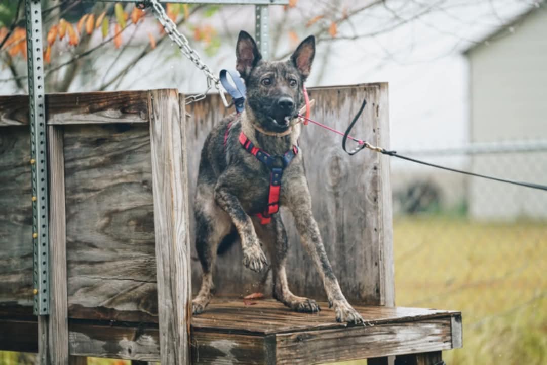 GSD doing bitework in an Outer Space Dog Gear pink and dark blue biothane Y-front harness
