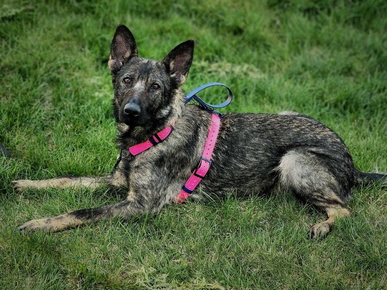 German Shepherd Dog modeling custom pink and navy blue biothane y-front harness