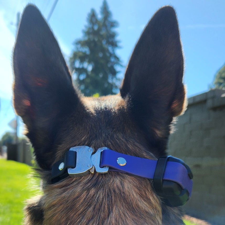 Belgian Malinois dog wearing a Dogtra 280x e-collar with black and purple biothane e-collar strap with bungee and quick release cobra buckle