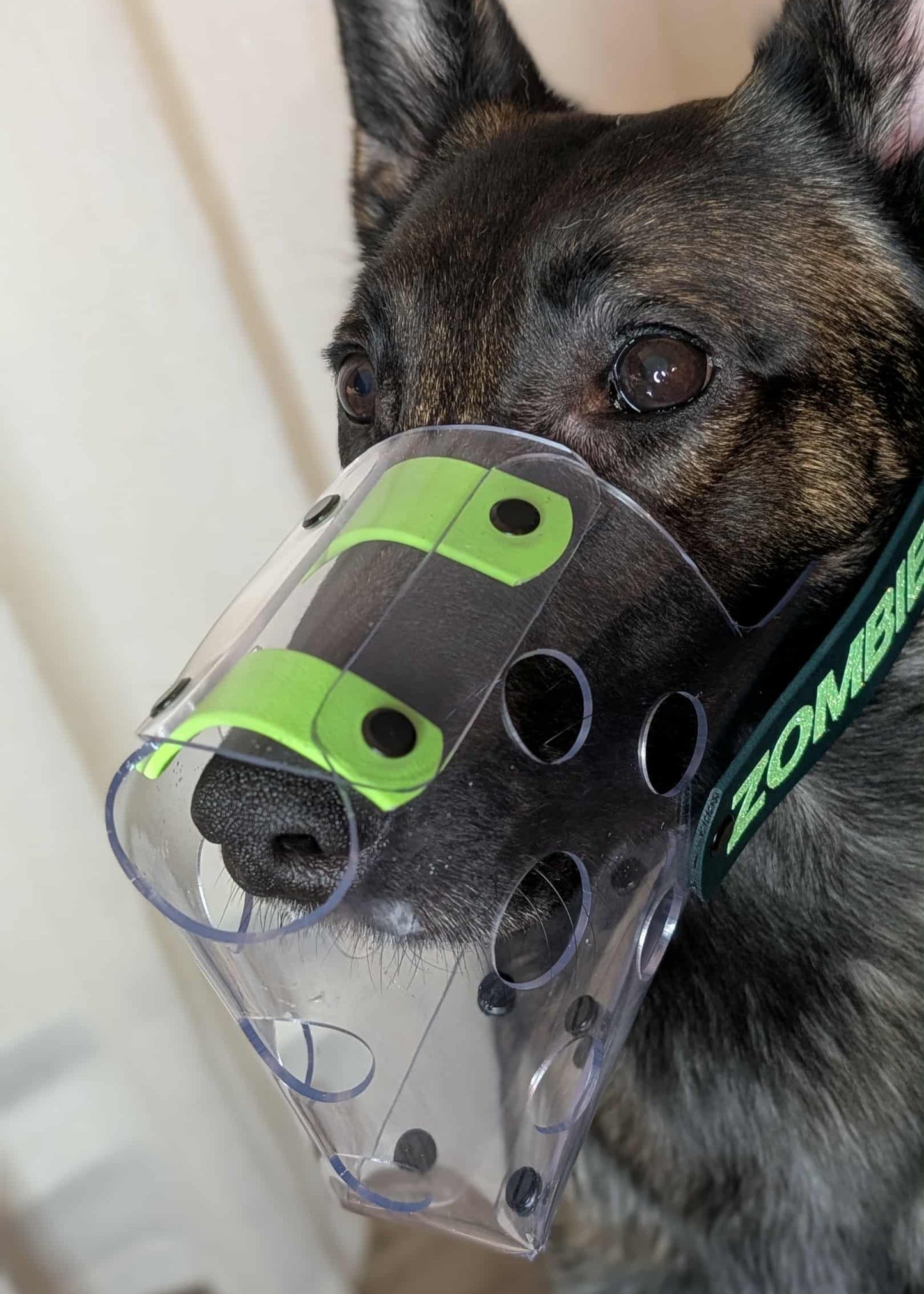 Belgian Malinois in custom clear vinyl muzzle from Outer Space Dog Gear