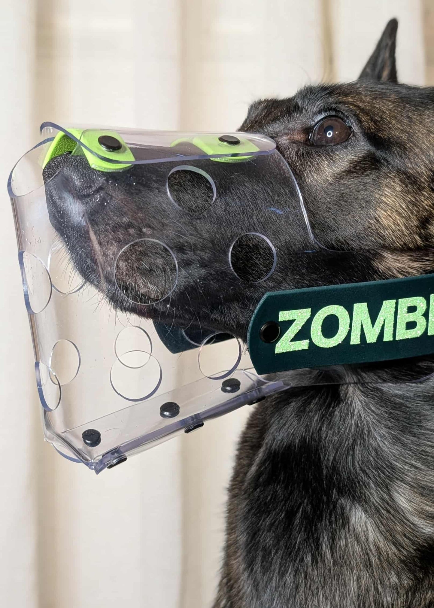 Belgian Malinois wearing custom clear vinyl muzzle from Outer Space Dog Gear