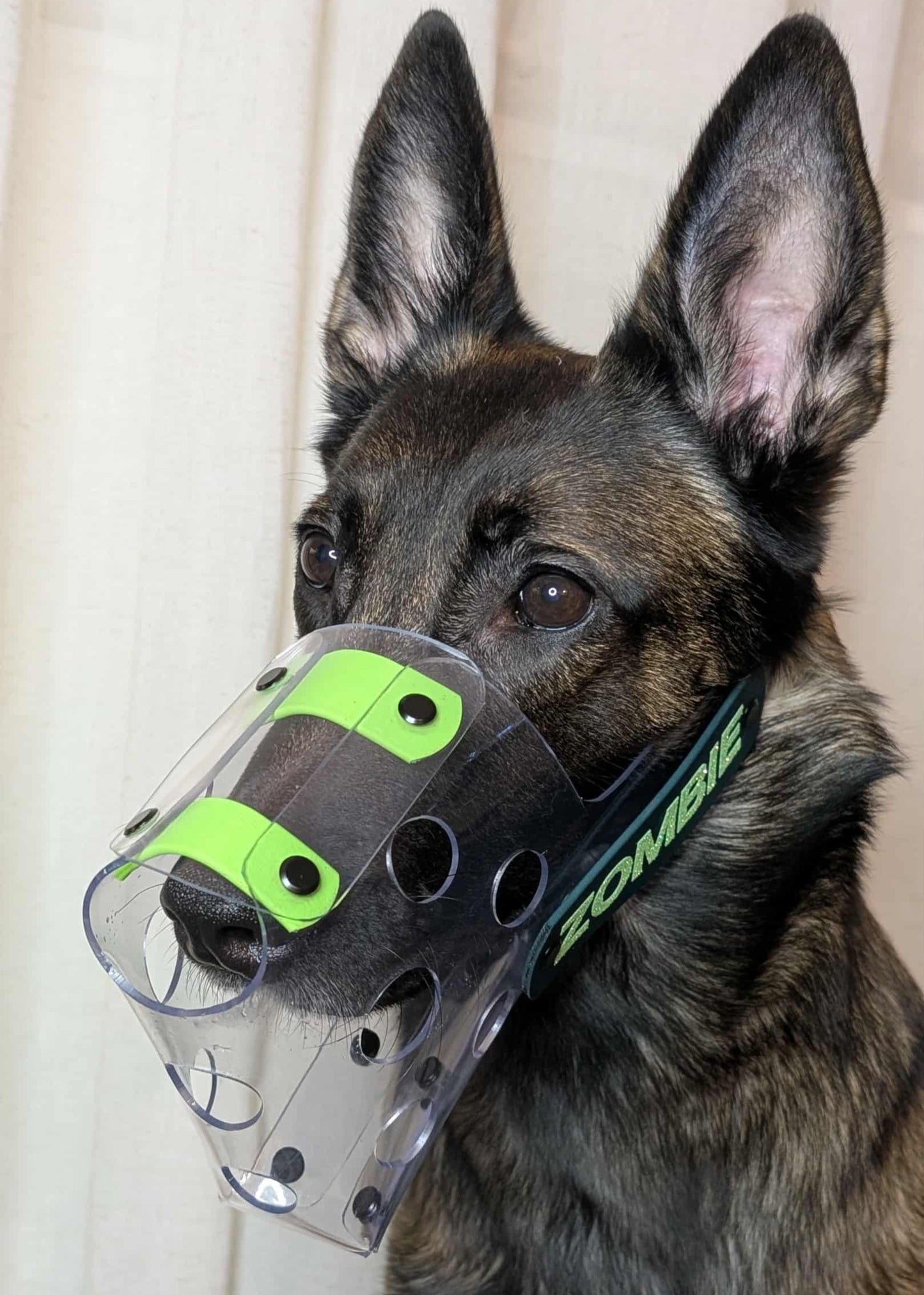 Belgian Malinois wearing custom vinyl muzzle from Outer Space Dog Gear