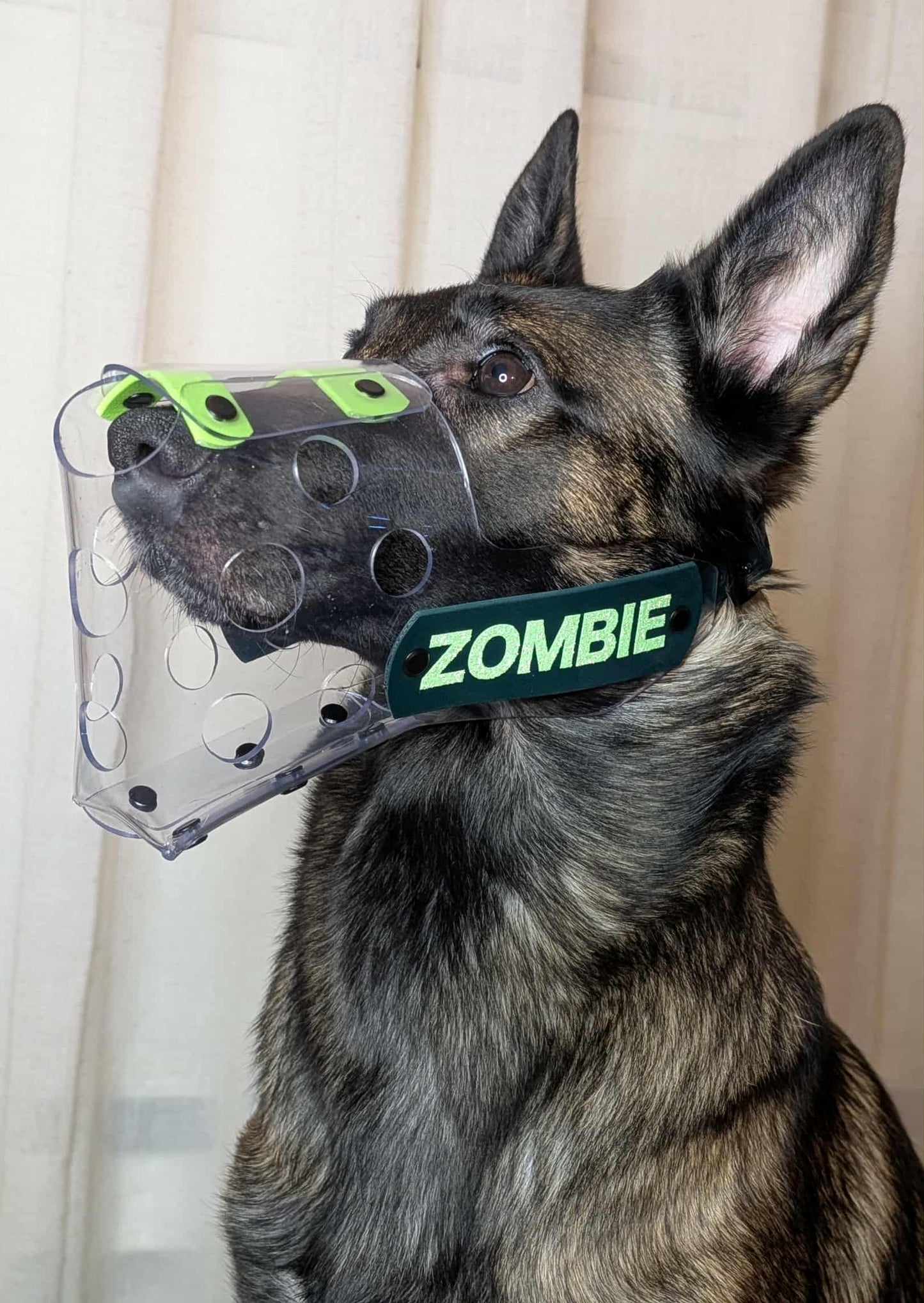 Belgian Malinois wearing custom vinyl muzzle