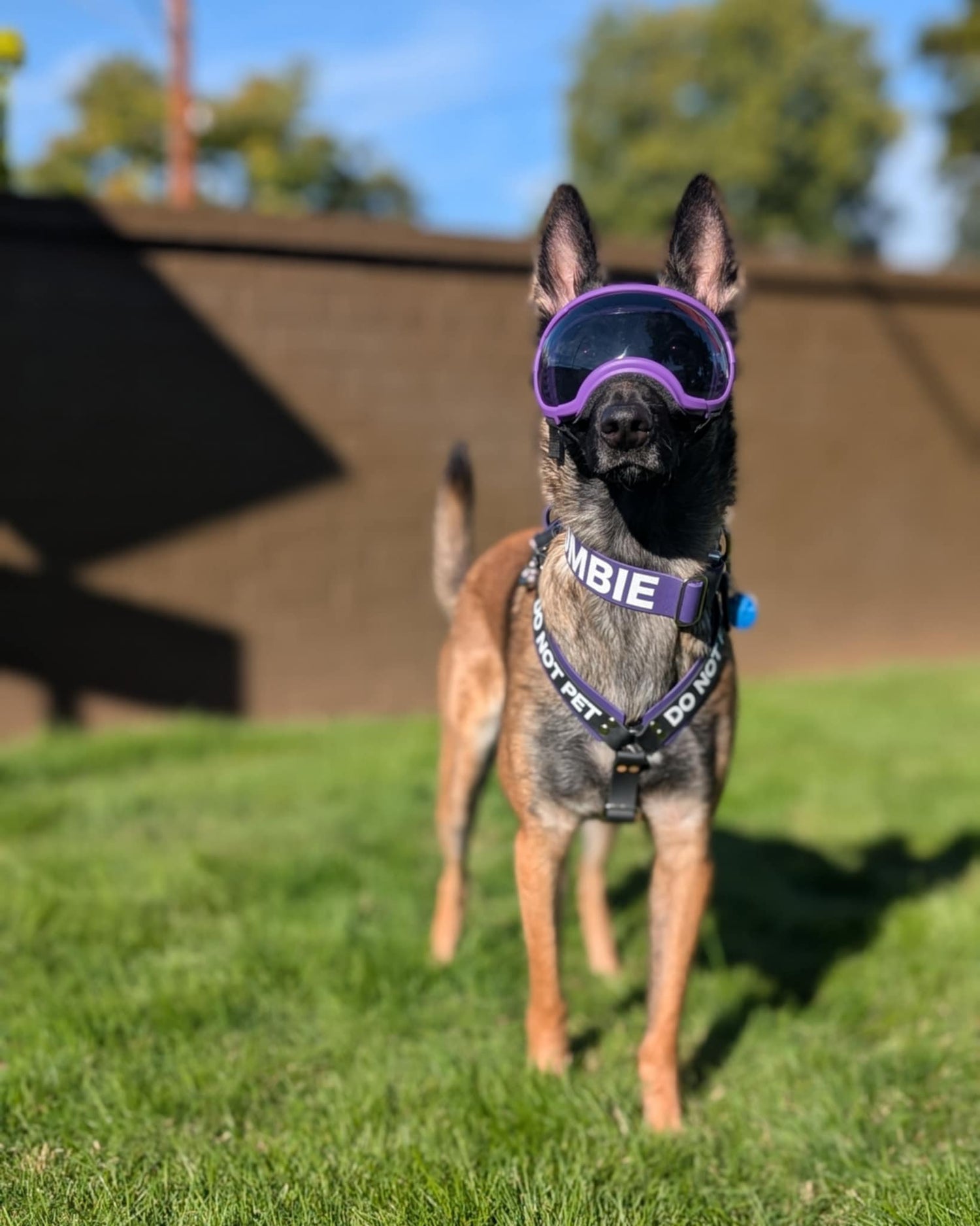 Belgian Malinois wearing purple and black biothane harness and collar with purple rex specs