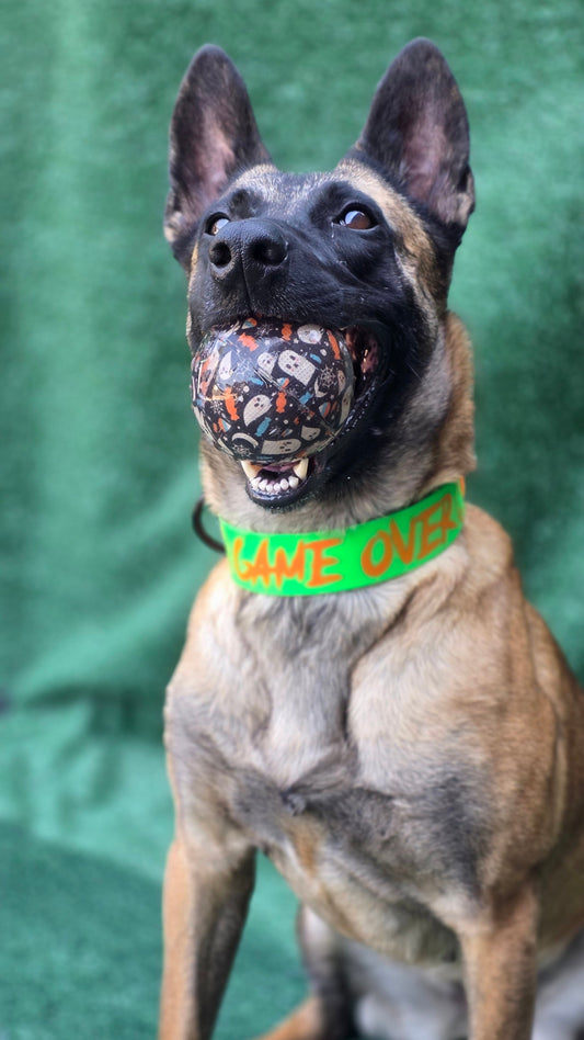 Belgian Malinois wearing a 1.5 inch wide light green and orange biothane limited slip collar with game over text