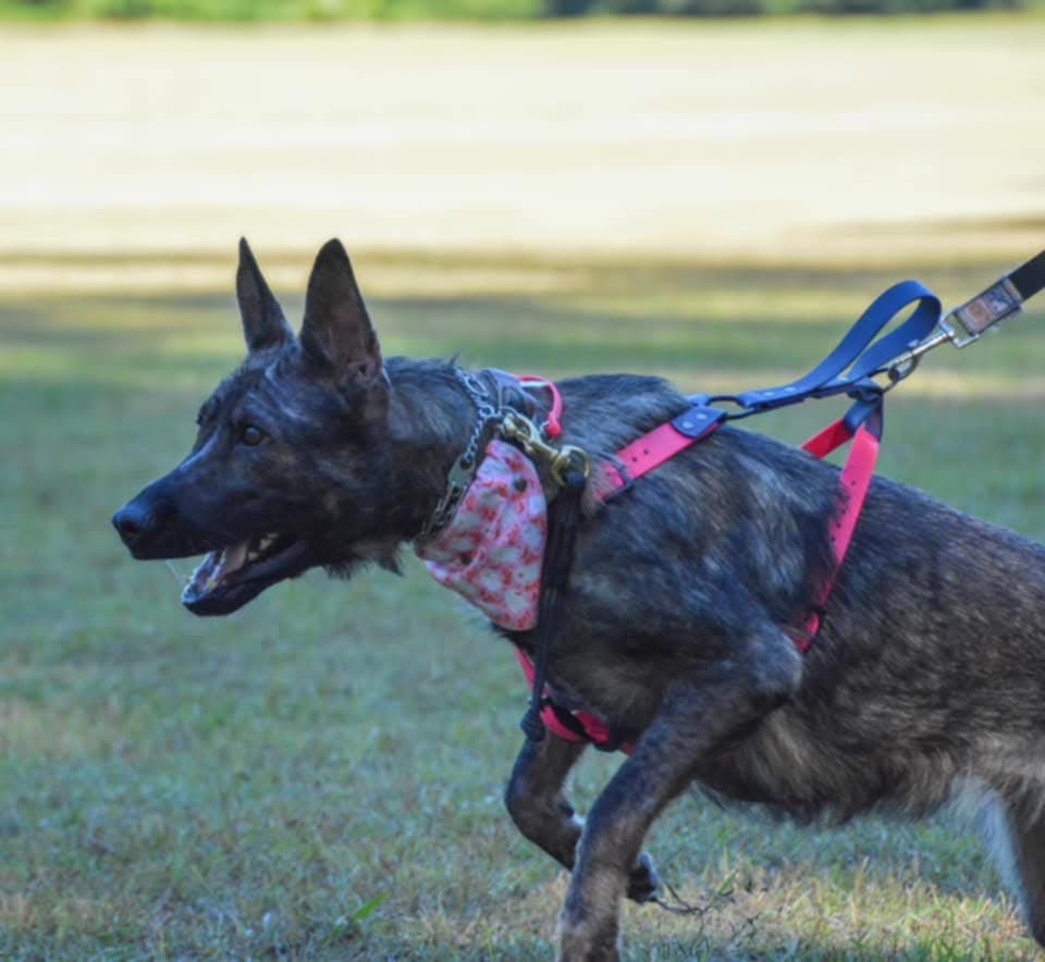 A German Shepherd Dog pulls into a Y-front biothane harness while practicing for bite sports