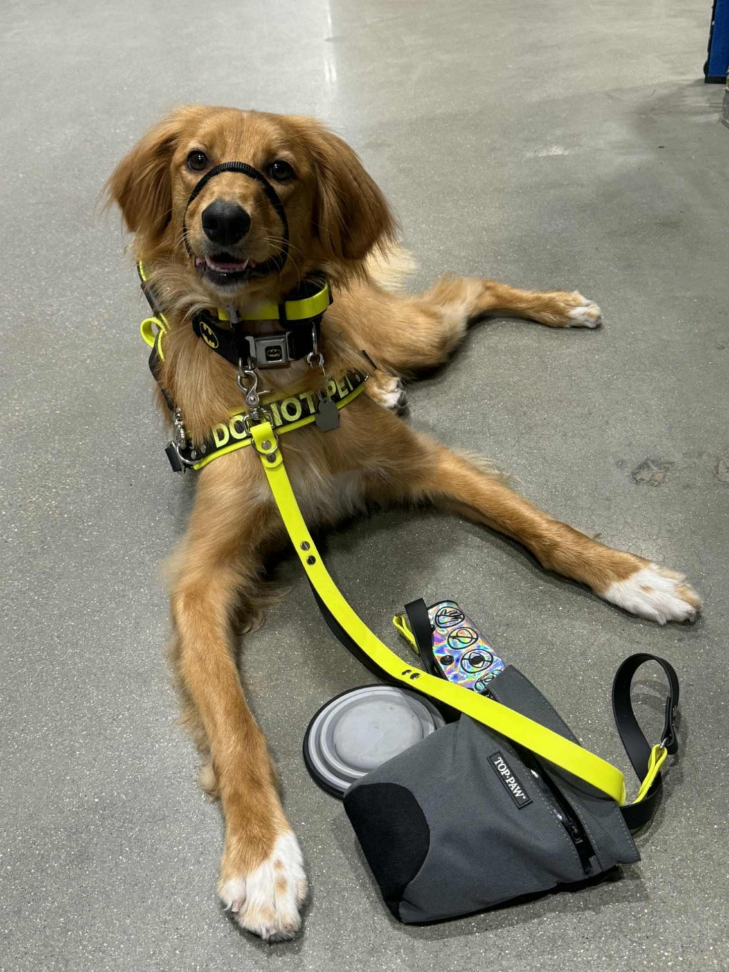 service dog wearing straight front service dog harness with do not pet text