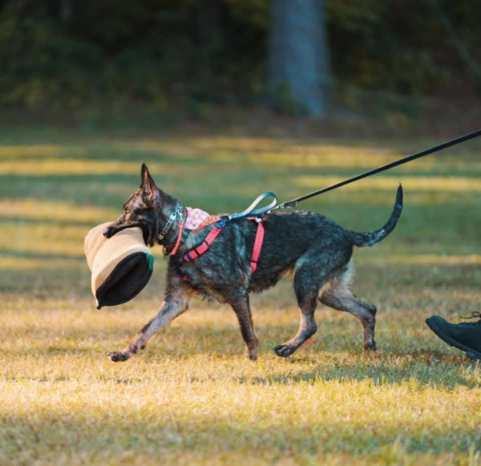 GSD carrying a bite sleeve while wearing a Y-front biothane harness made by Outer Space Dog Gear