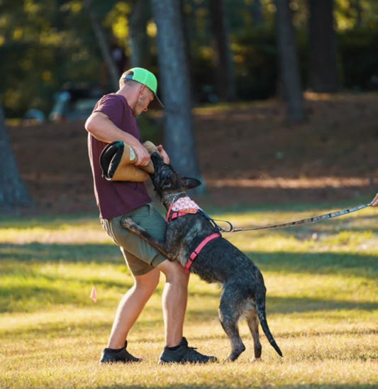 German Shepherd Dog doing bitework in Outer Space Dog Gear biothane Y-front harness