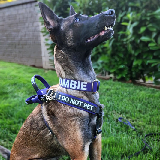 Y-Front vs Straight Front Service Dog Harnesses: What’s the Difference? - Outer Space Dog Gear