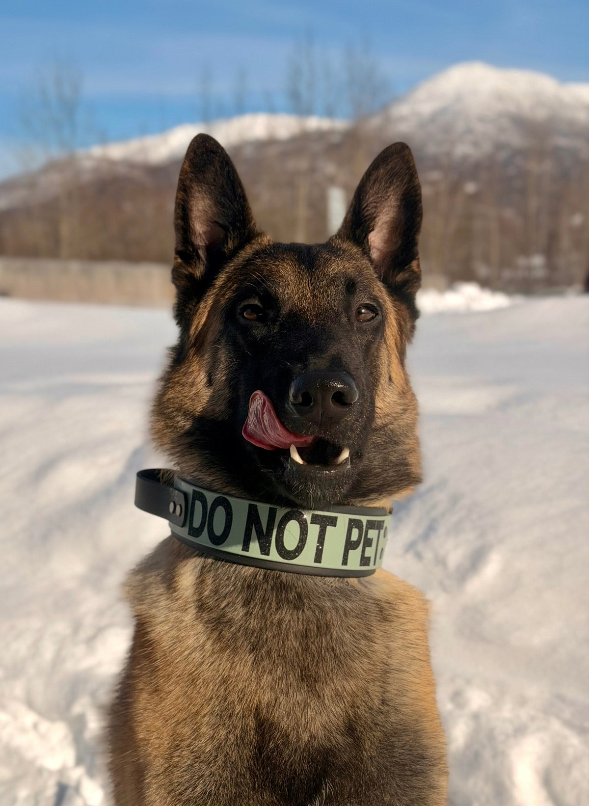 belgian malinois modeling 2 inch wide black and sage green layered biothane tactical handle do not pet dog collar