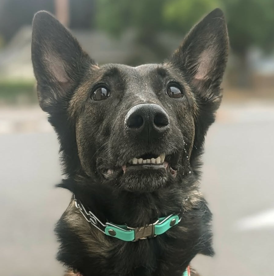Belgian Malinois dog wearing a mint green biothane quick release buckle attachment for herm sprenger prong collar
