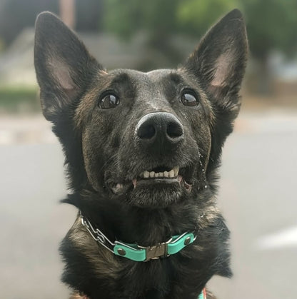 Belgian Malinois dog wearing a mint green biothane quick release buckle attachment for herm sprenger prong collar