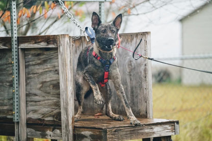 GSD doing bitework in an Outer Space Dog Gear pink and dark blue biothane Y-front harness