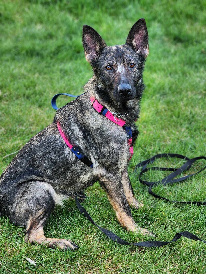 German Shepherd Dog modeling custom biothane y-front harness handcrafted by Outer Space Dog Gear