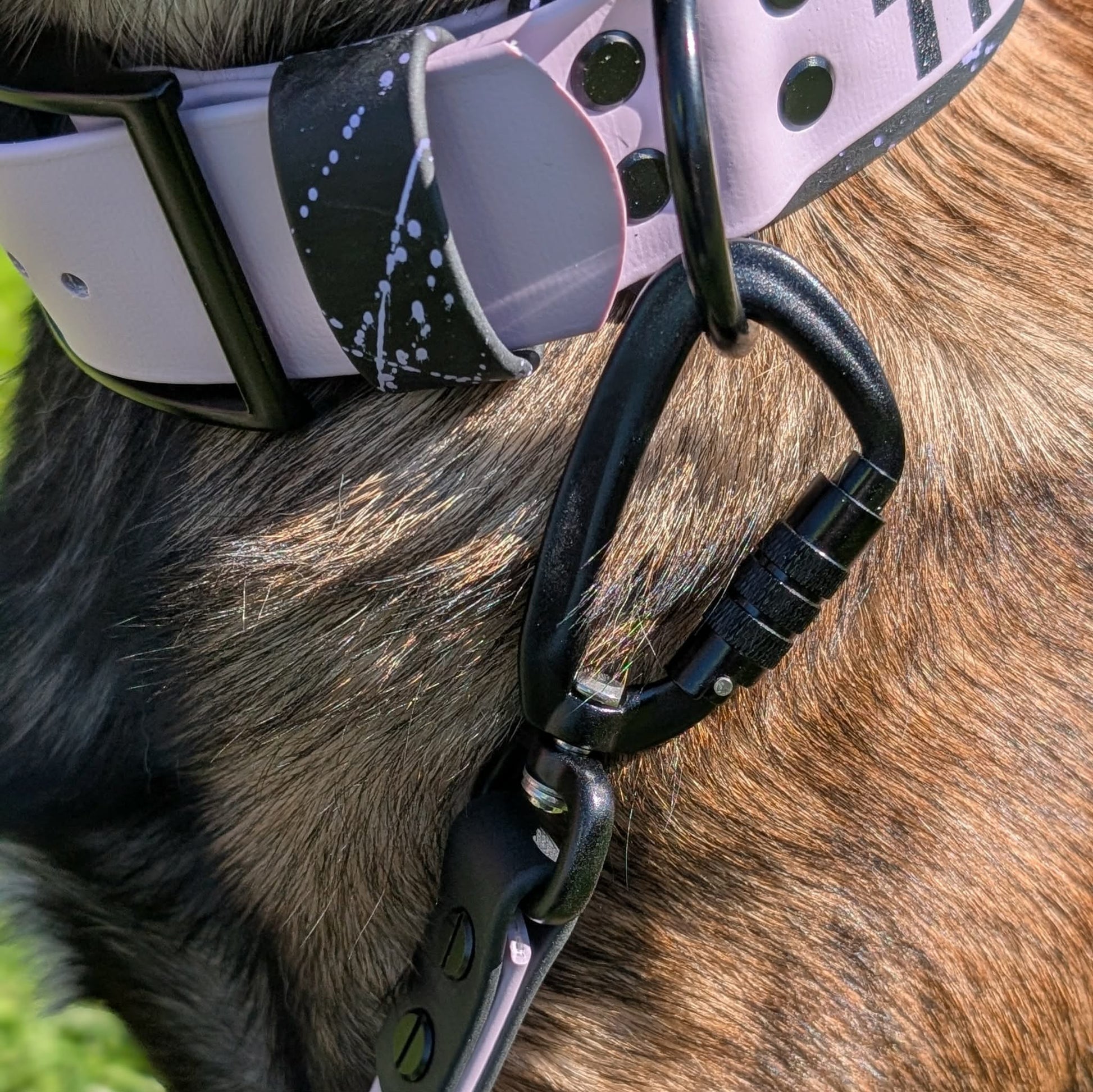auto locking carabiner clip dog leash modeled by belgian malinois