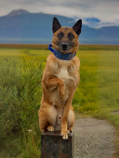 belgian malinois dog modeling 2 inch wide royal blue and gray layered biothane handle collar with glitter text and splatter paint