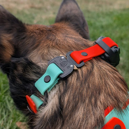 belgian malinois dog wearing et 300 mini educator with orange and mint green biothane e-collar strap with black quick release cobra buckle