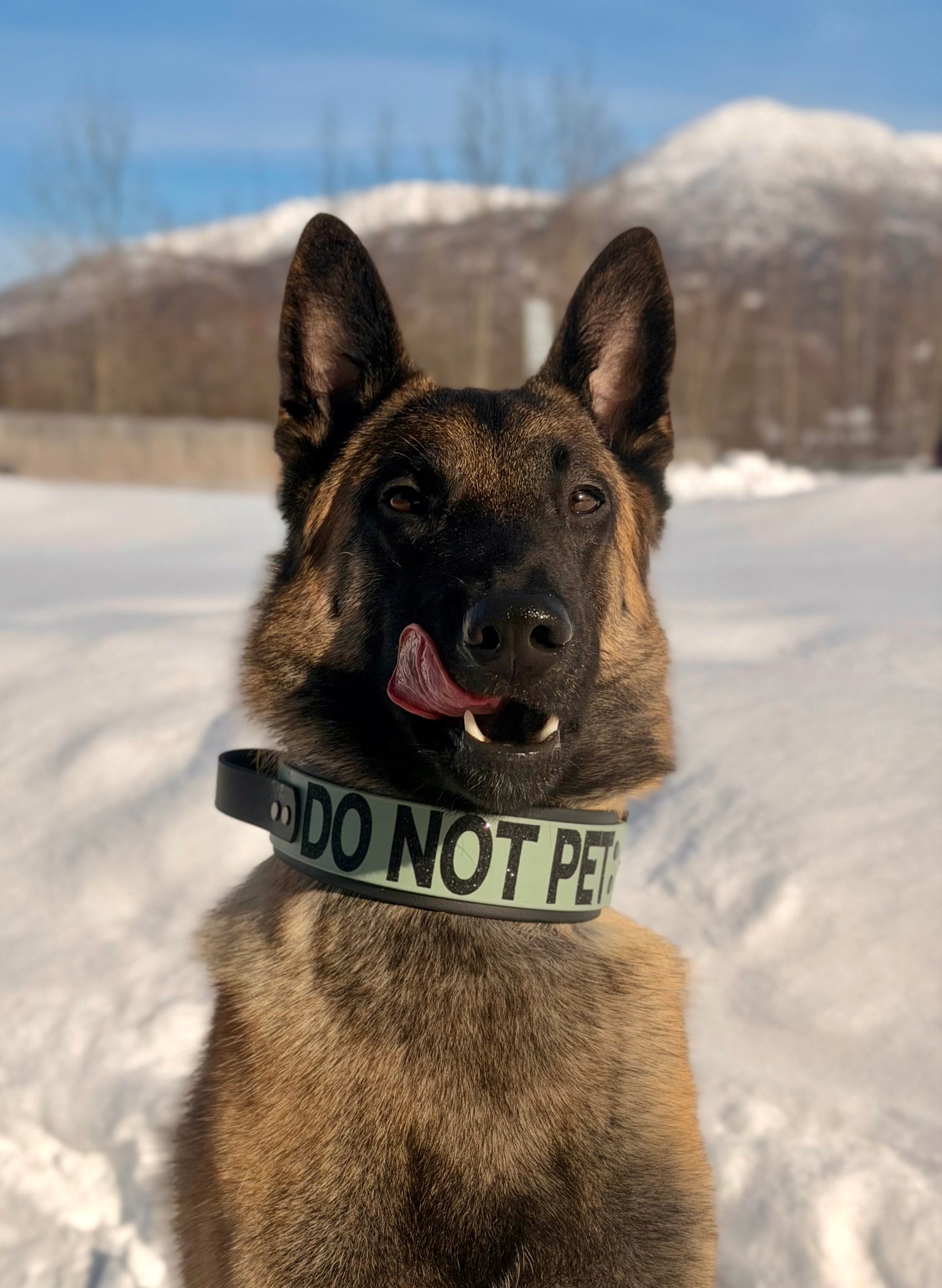 belgian malinois modeling 2 inch wide black and sage green layered biothane tactical handle do not pet dog collar