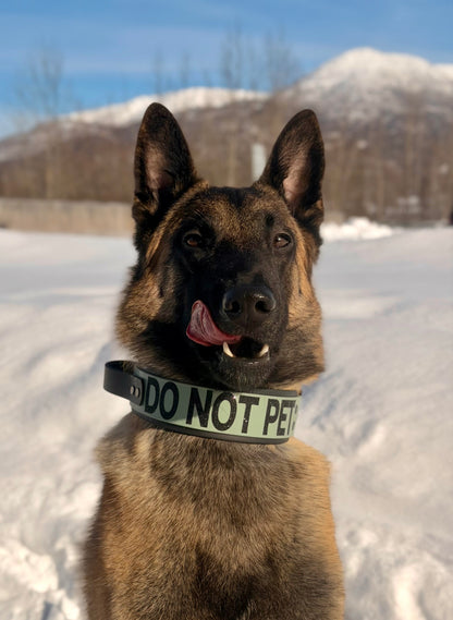 belgian malinois modeling 2 inch wide black and sage green layered biothane tactical handle do not pet dog collar