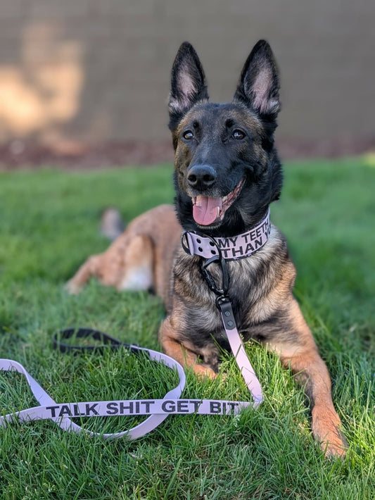 belgian malinois modeling 2 inch wide layered biothane collar and carabiner clip leash with custom text