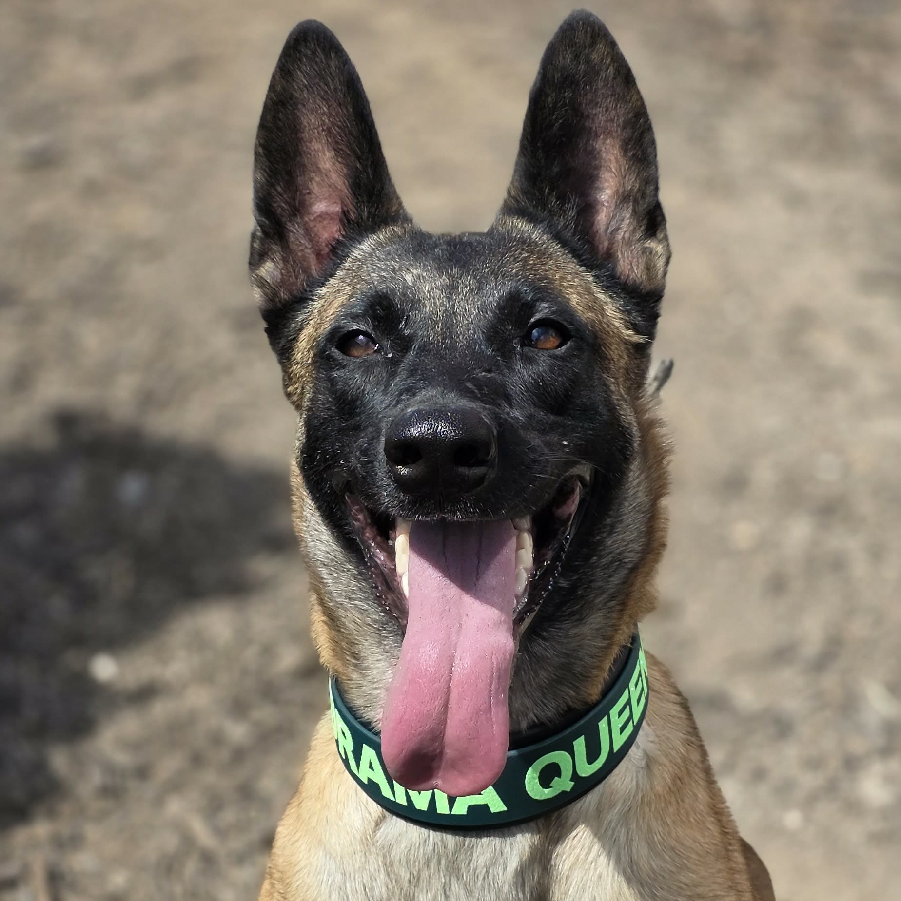 belgian malinois modeling 2 inch wide layered biothane dog collar with custom text reading drama queen