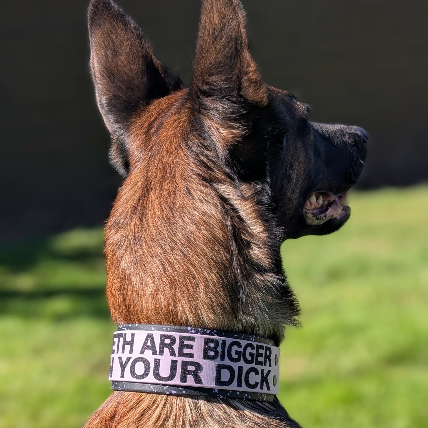 belgian malinois modeling 2 inch wide layered biothane my teeth are bigger than your dick collar
