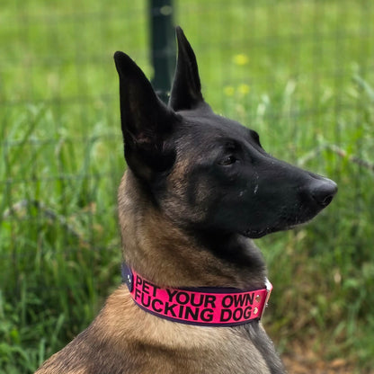 belgian malinois modeling 2 inch wide layered biothane tactical handle pet your own fucking dog collar