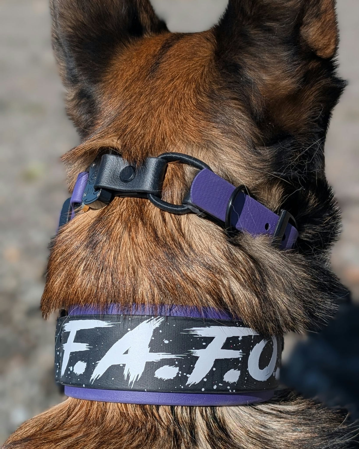belgian malinois modeling a dark purple and black layered biothane collar with fafo text and splatter paint