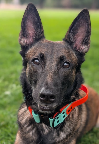 belgian malinois wearing a 2 inch wide orange and mint green layered biothane dog collar with tactical handle and quick release cobra buckle