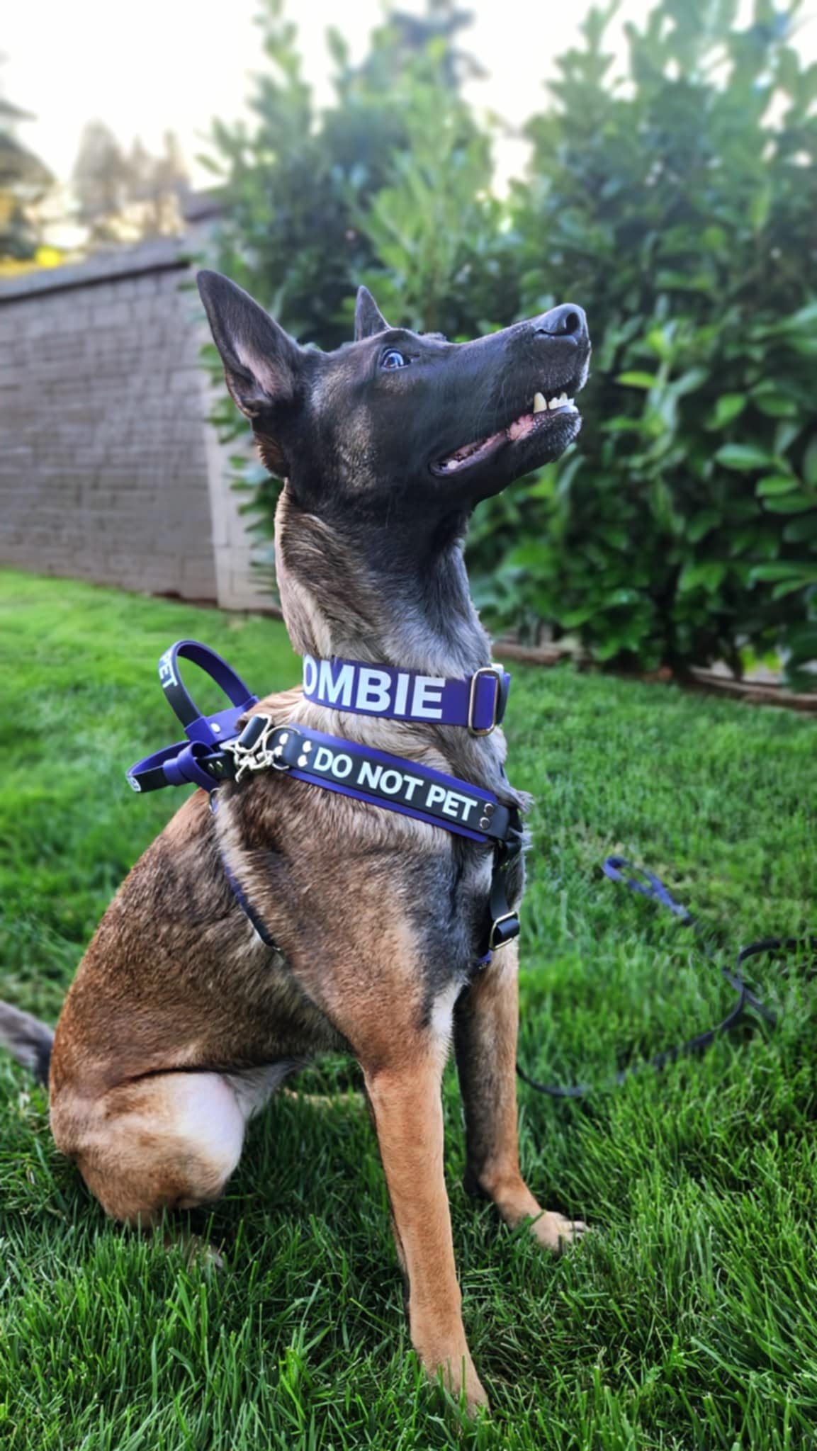  Belgian Malinois wearing a biothane Y-front mobility service dog harness