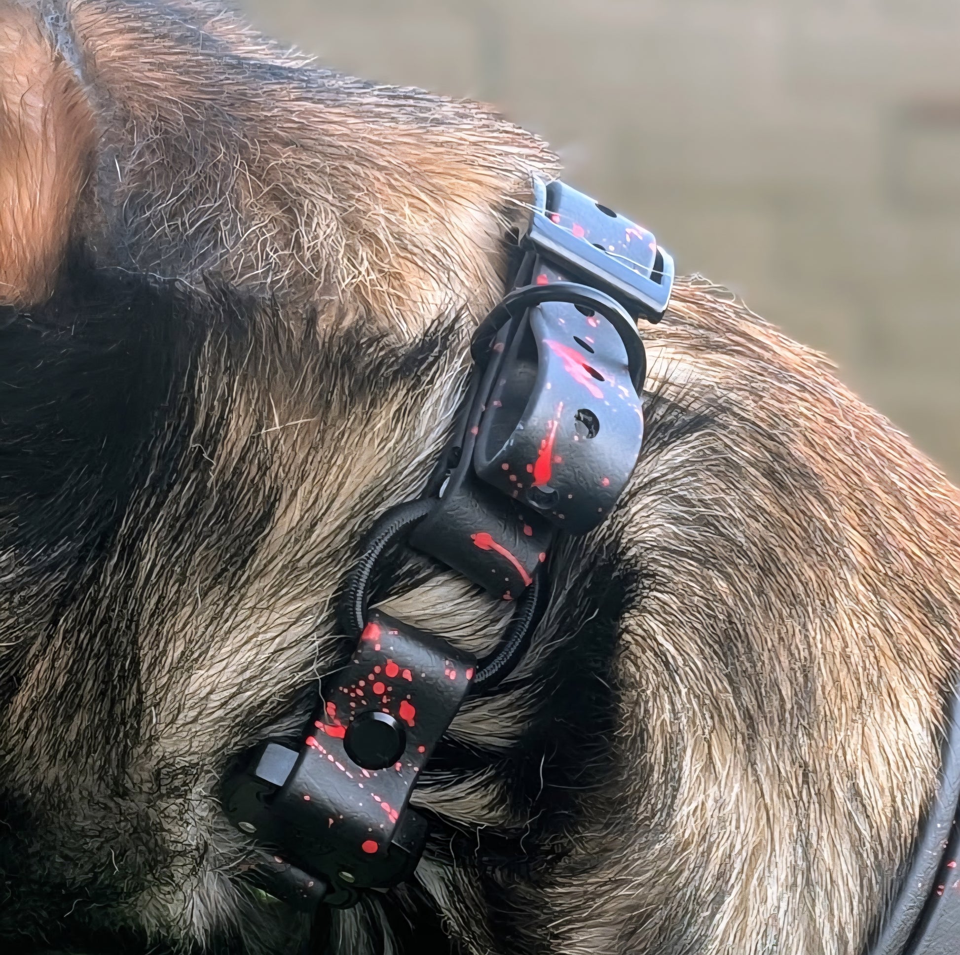 belgian malinois wearing black biothane e-collar strap with bungee quick release cobra buckle and red splatter paint