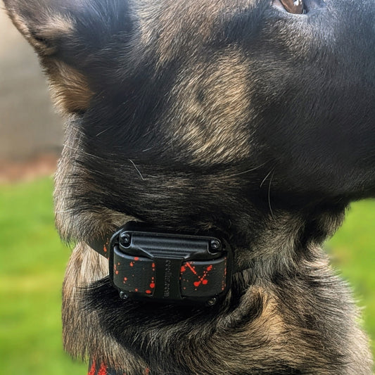belgian malinois wearing black biothane e-collar strap with red splatter paint on mini educator e-collar