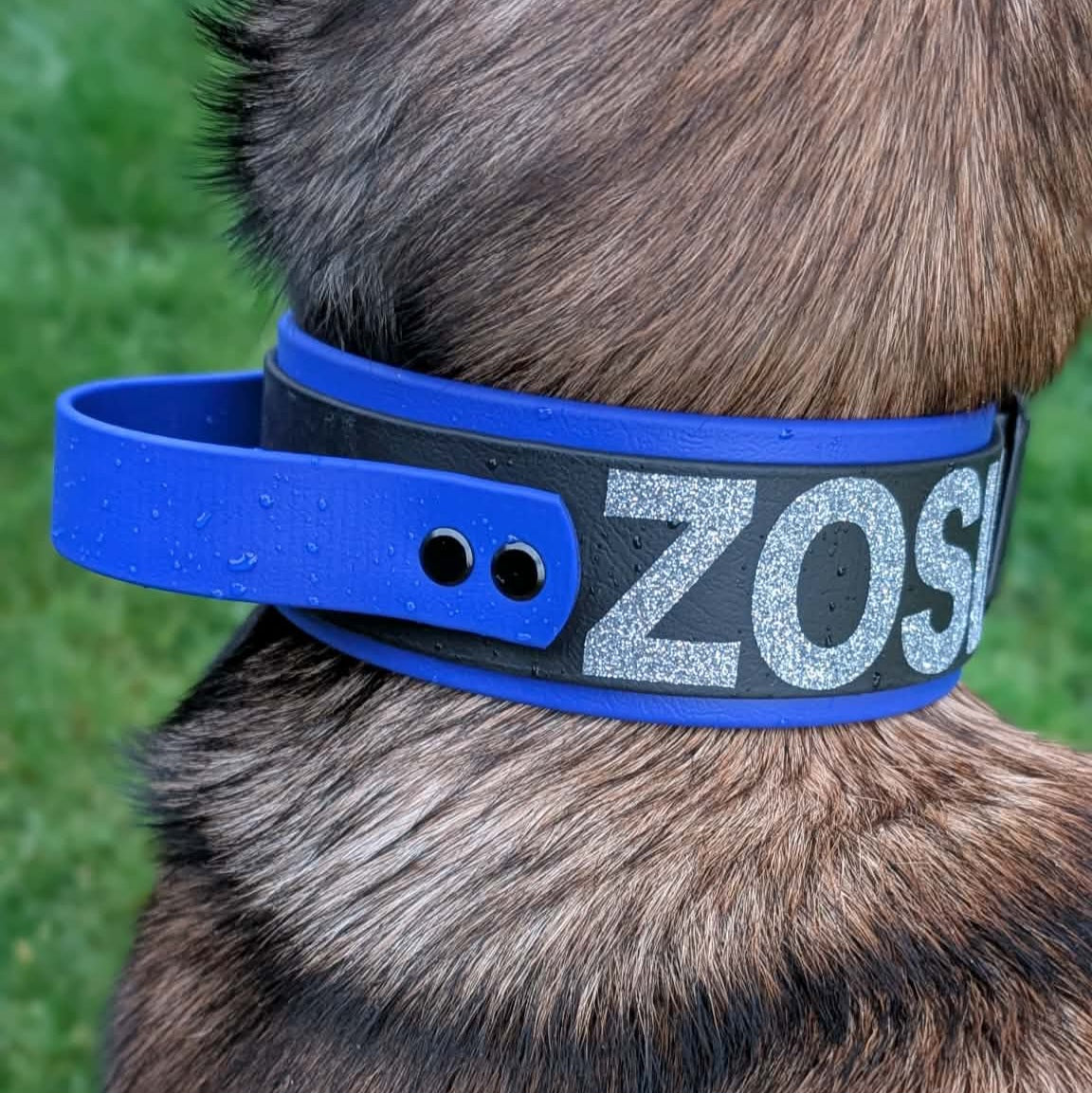belgian malinois wearing custom 2 inch wide layered biothane dog collar with personalized text