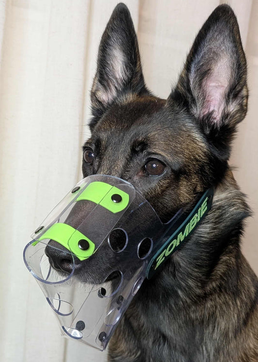 Belgian Malinois wearing custom vinyl muzzle from Outer Space Dog Gear