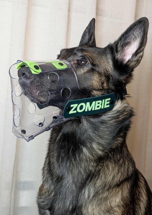 Belgian Malinois wearing custom vinyl muzzle