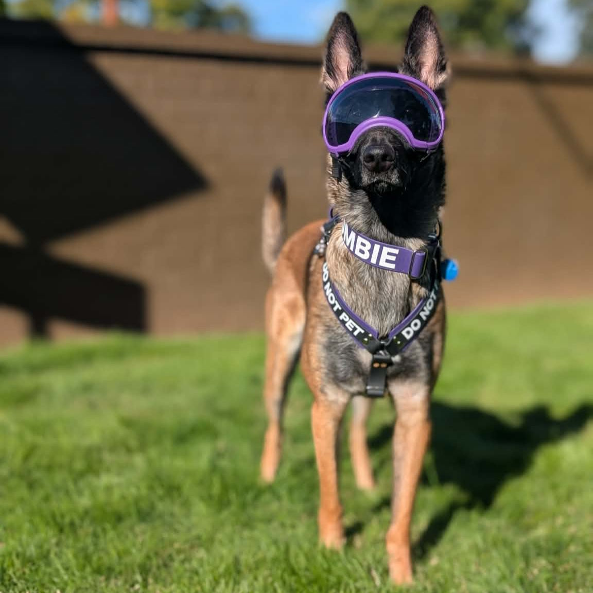 belgian malinois wearing dark purple and black layered biothane y-front service dog harness with do not pet text