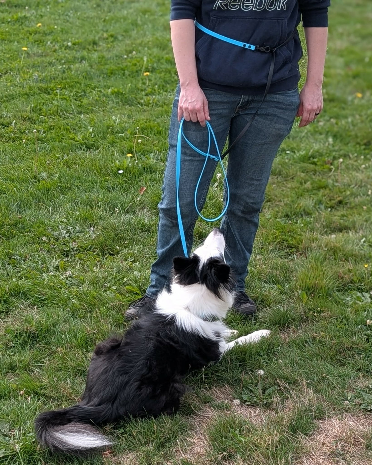black and white border collie and human modeling custom light blue and black biothane hands free dog leash with adjustable waist attachment point