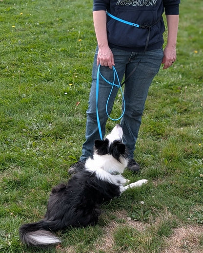 black and white border collie and human modeling custom light blue and black biothane hands free dog leash with adjustable waist attachment point