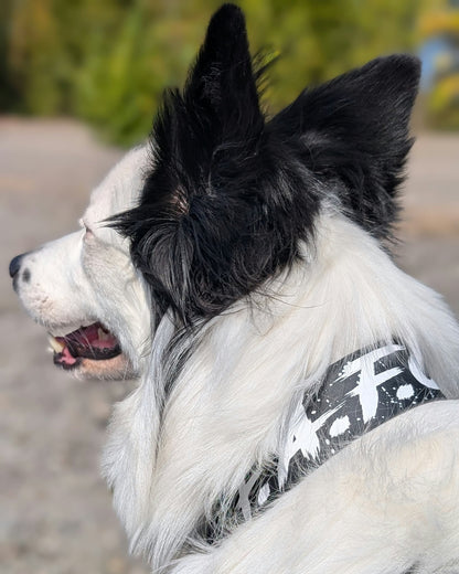 black and white border collie modeling a biothane limited slip collar with fafo text and splatter paint