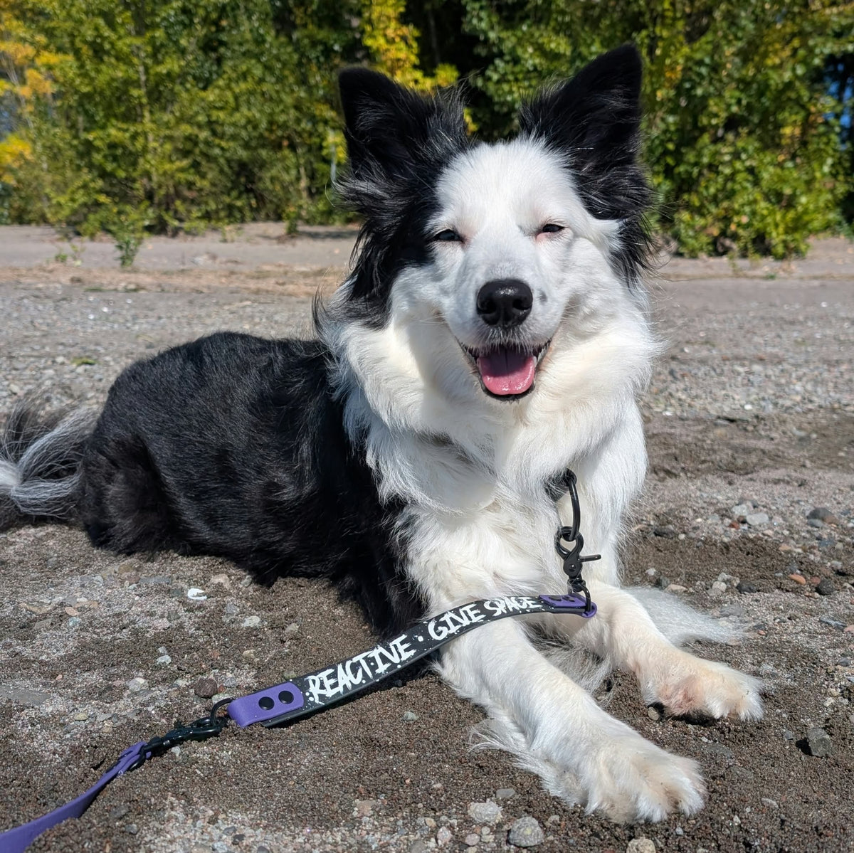 black and white border collie on the beach modeling a biothane leash extender warning reading reactive give space