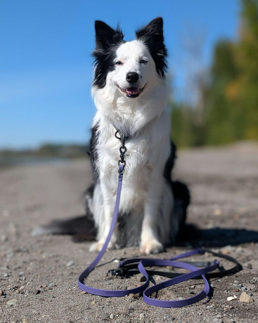 black-and-white-border-collie-on-the-beach-modeling-a-dark-purple-and-black-biothane-hands-free-dog-leash