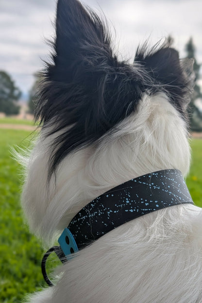 black and white border collie wearing custom black and light blue biothane limited slip collar with light blue splatter paint