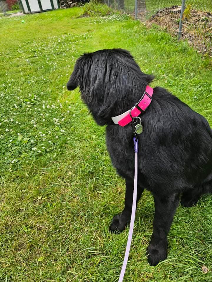 black long hair dog modeling two tone biothane dog collar
