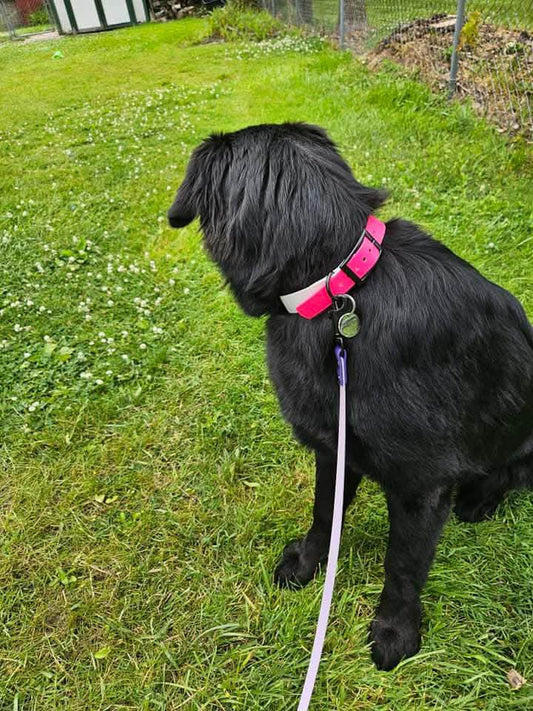 black long hair dog modeling two tone biothane dog collar