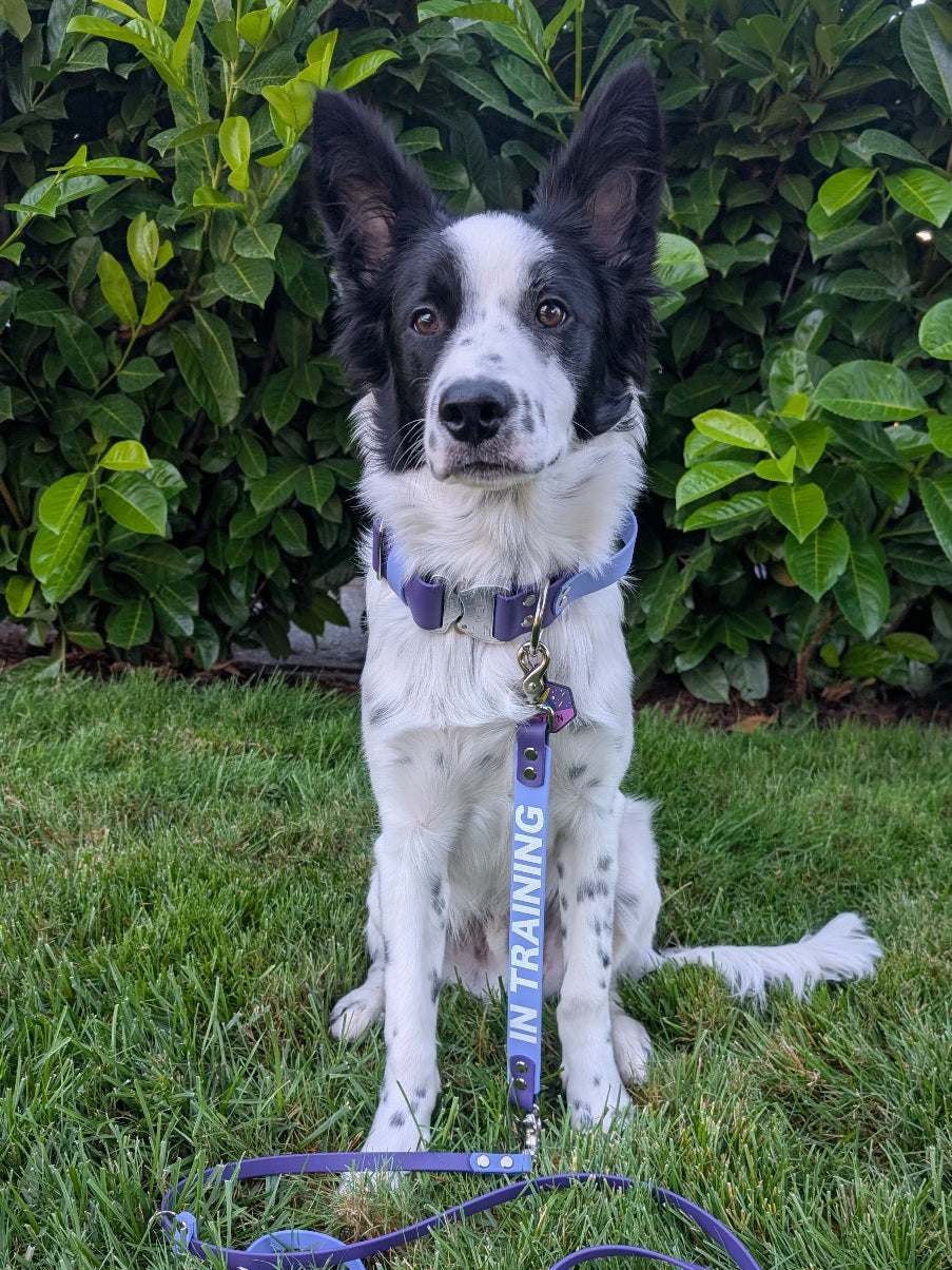 border collie puppy with periwinkle and purple biothane leash wrap with white glitter text reading in training