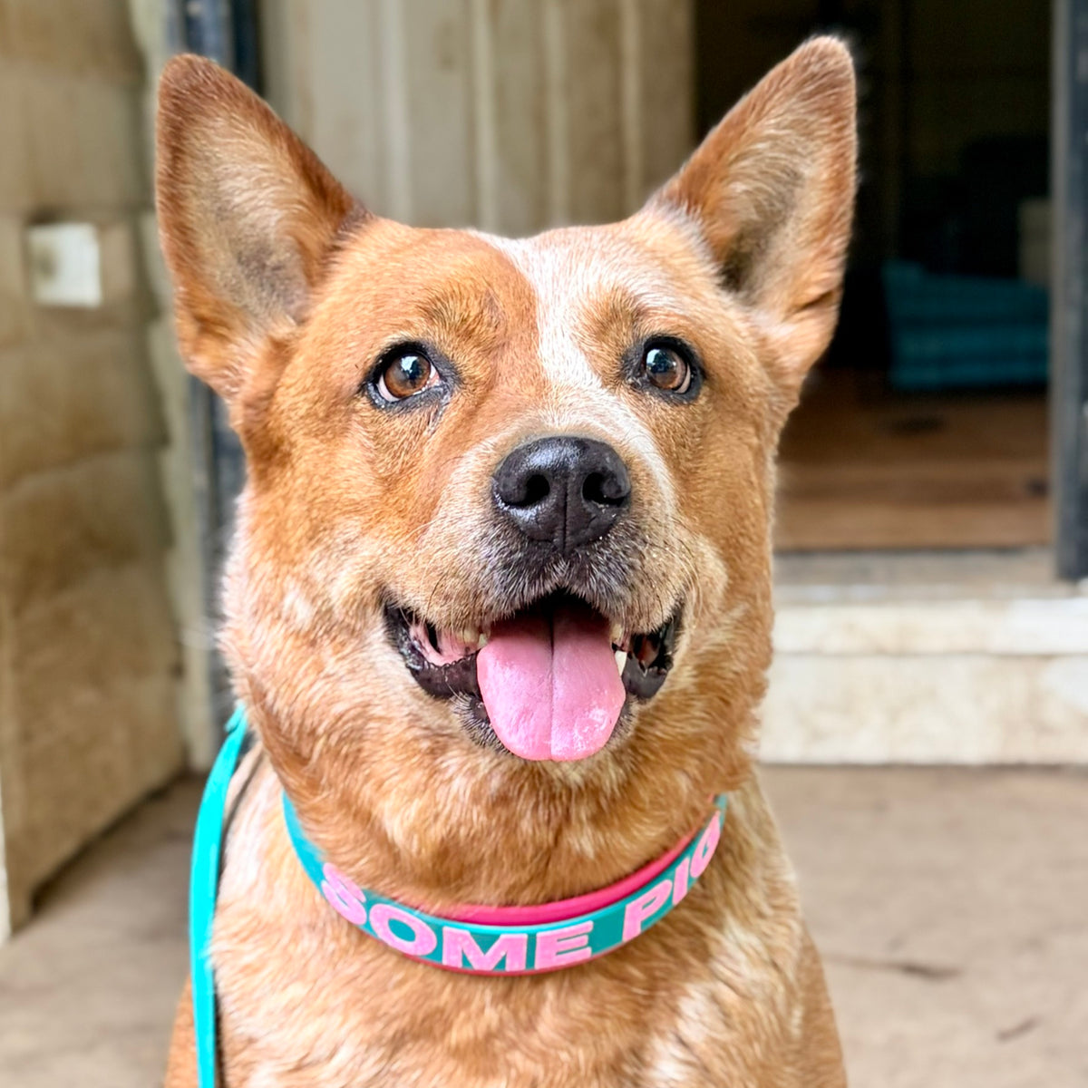 cattle dog wearing custom layered biothane French martingale dog collar and leash made by outer space dog gear