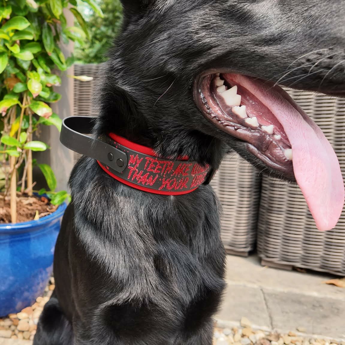 Czech German shepherd dog modeling 2 inch wide layered biothane dog collar with tactical handle and quick release cobra buckle