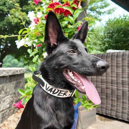 Czech German shepherd puppy modeling custom layered biothane tactical handle dog collar with quick release cobra buckle
