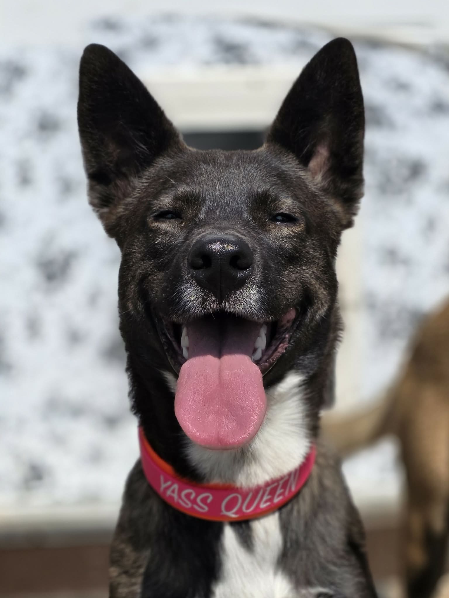 dog modeling layered biothane dog collar with custom text reading yass queen